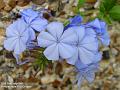 2005-0726plumbago